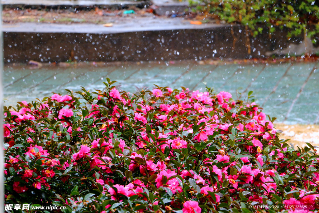 雪 雪中花