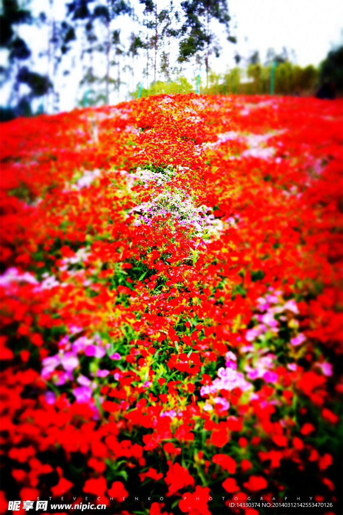 十里藍山花海