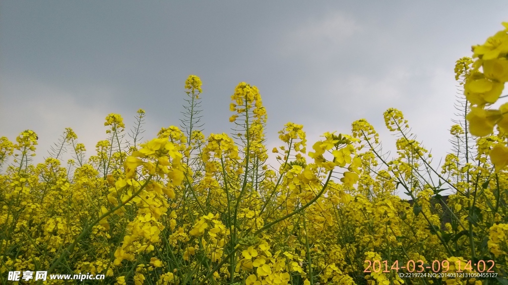 菜花