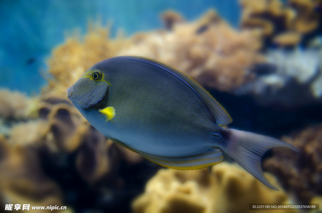 熱帶魚