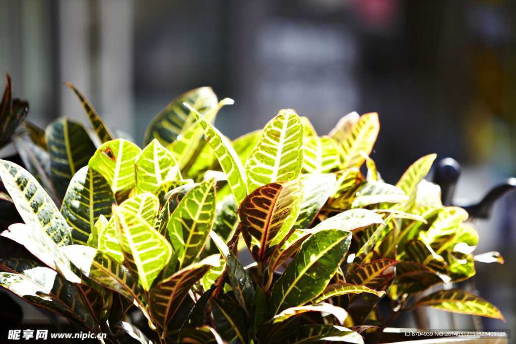 盆栽 綠色植物