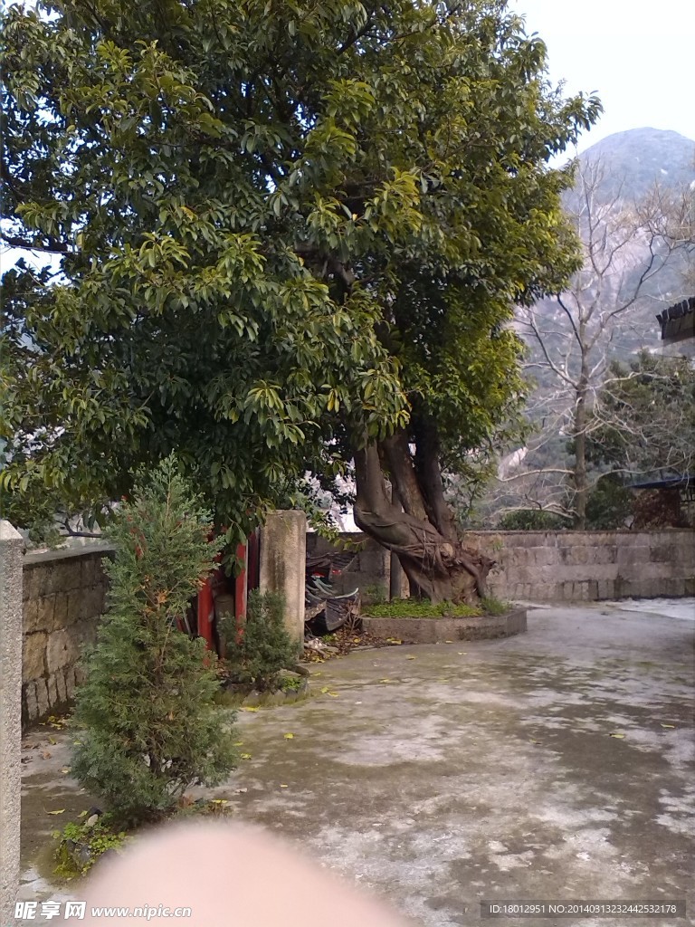 古樹