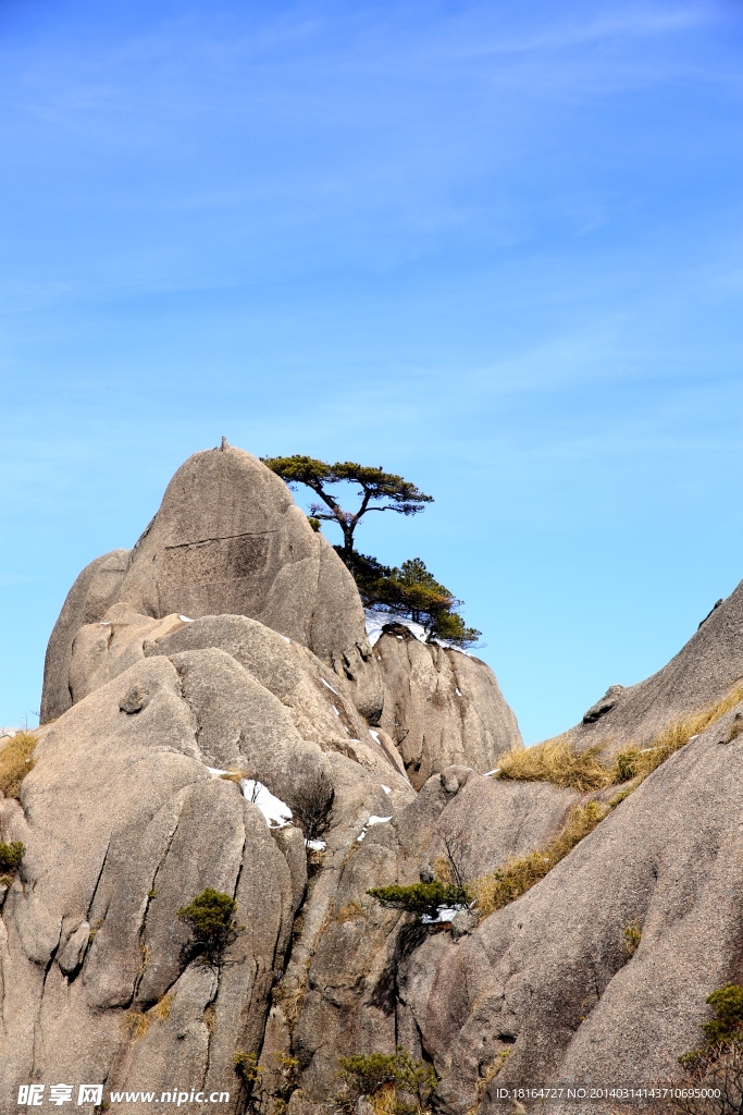 黃山松