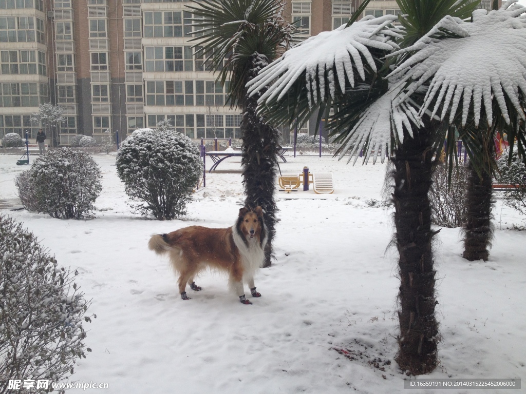 雪中