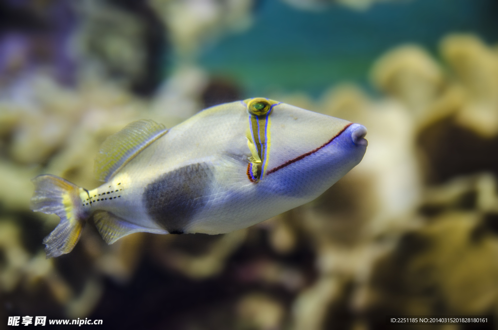 熱帶魚