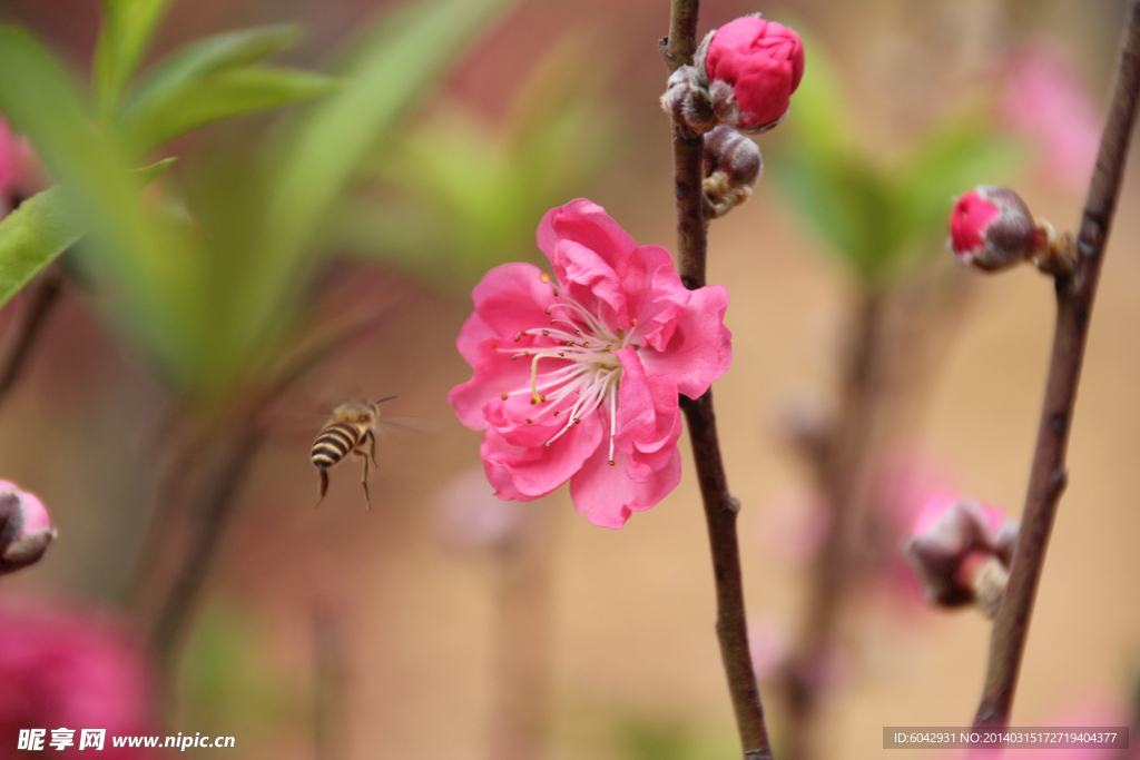 桃花 蜜蜂 昆蟲