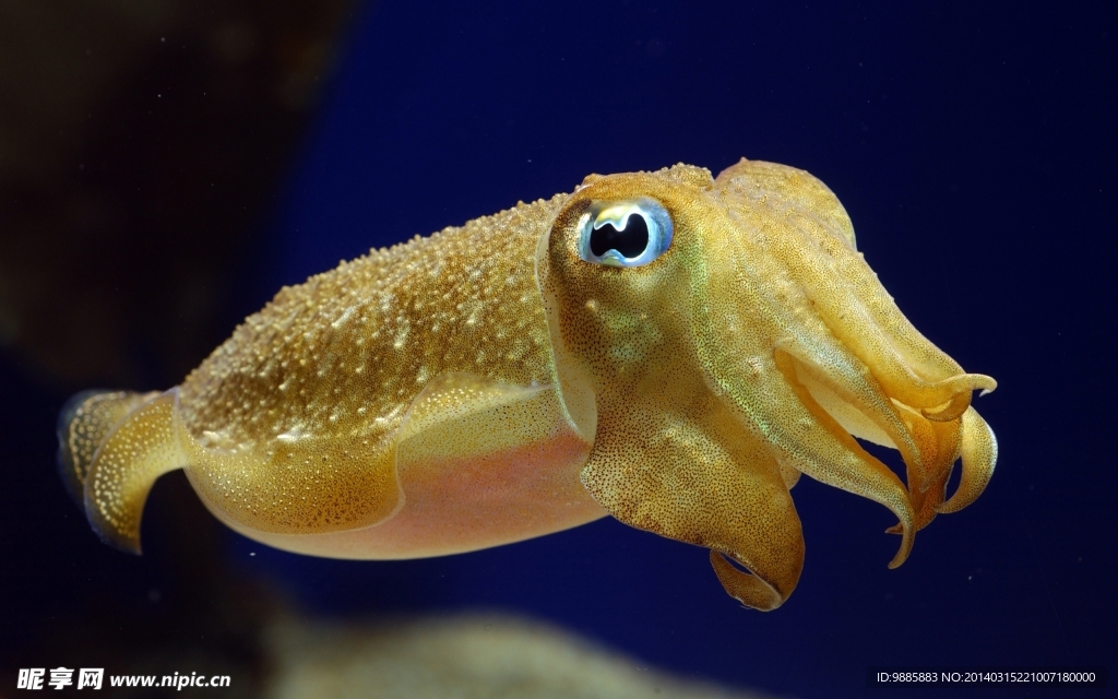 烏賊魚