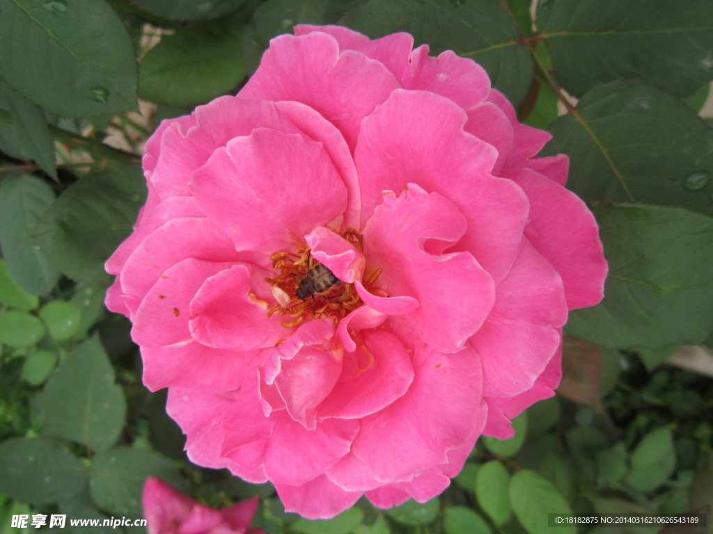 月季花