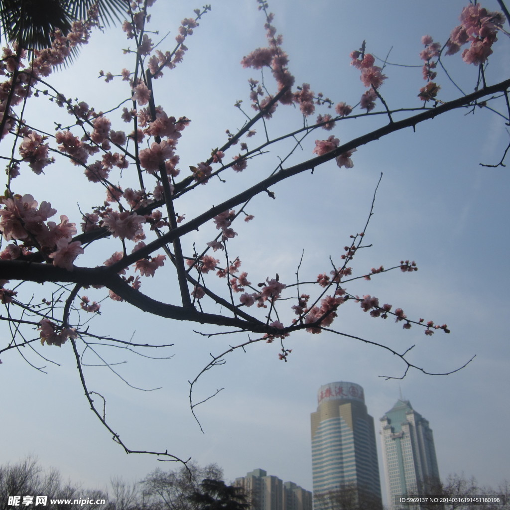 桃花與高樓