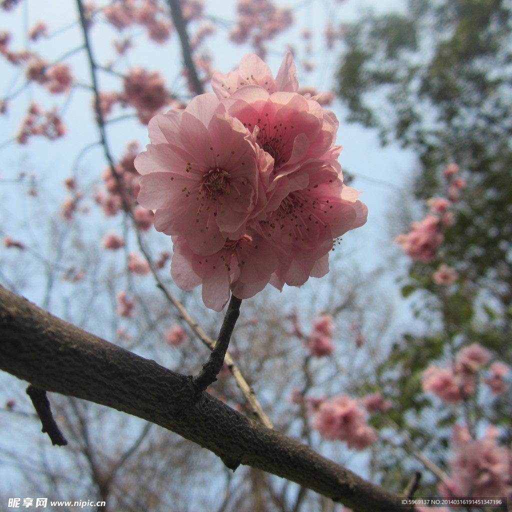 桃花鮮花紅色