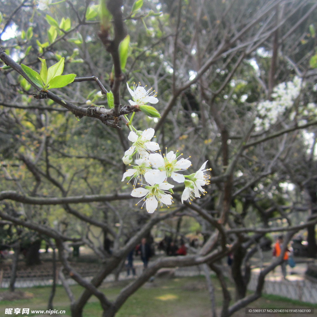 梨花鮮花