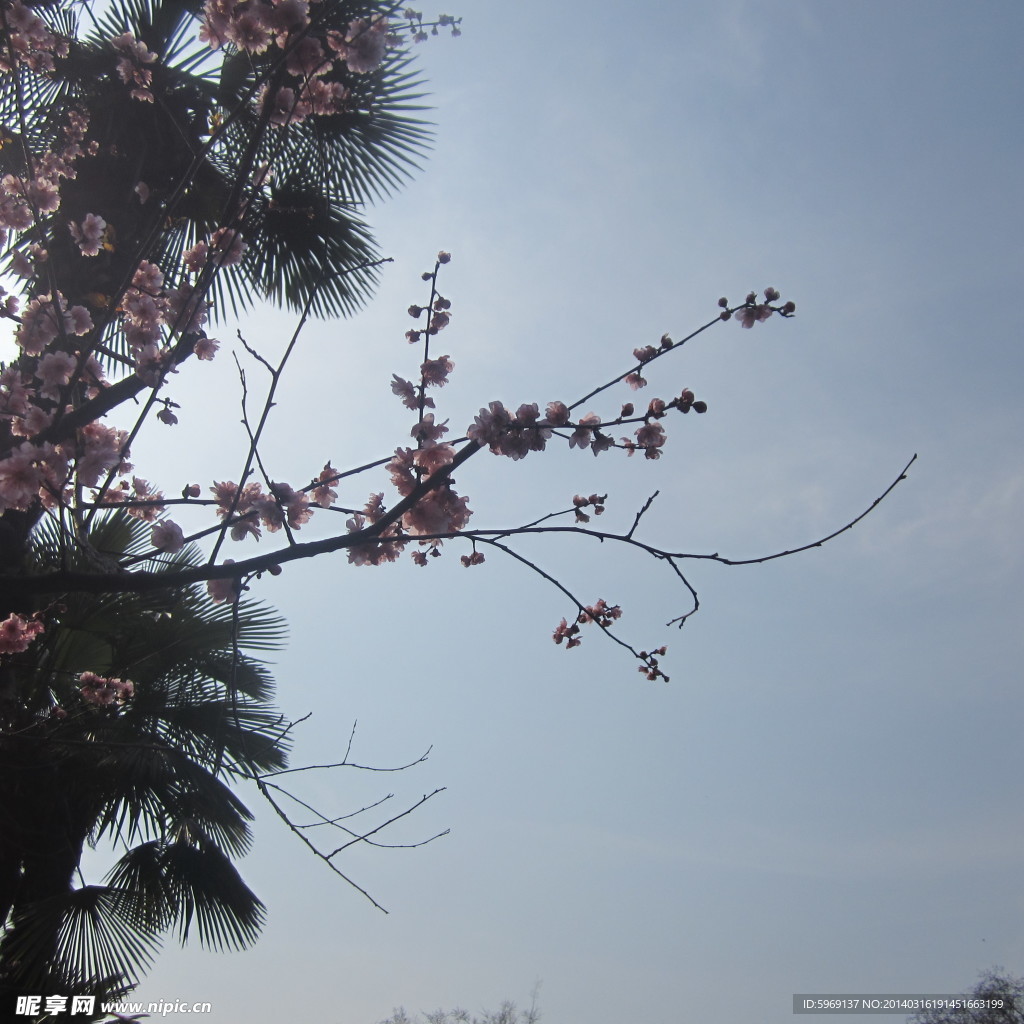桃花鮮花