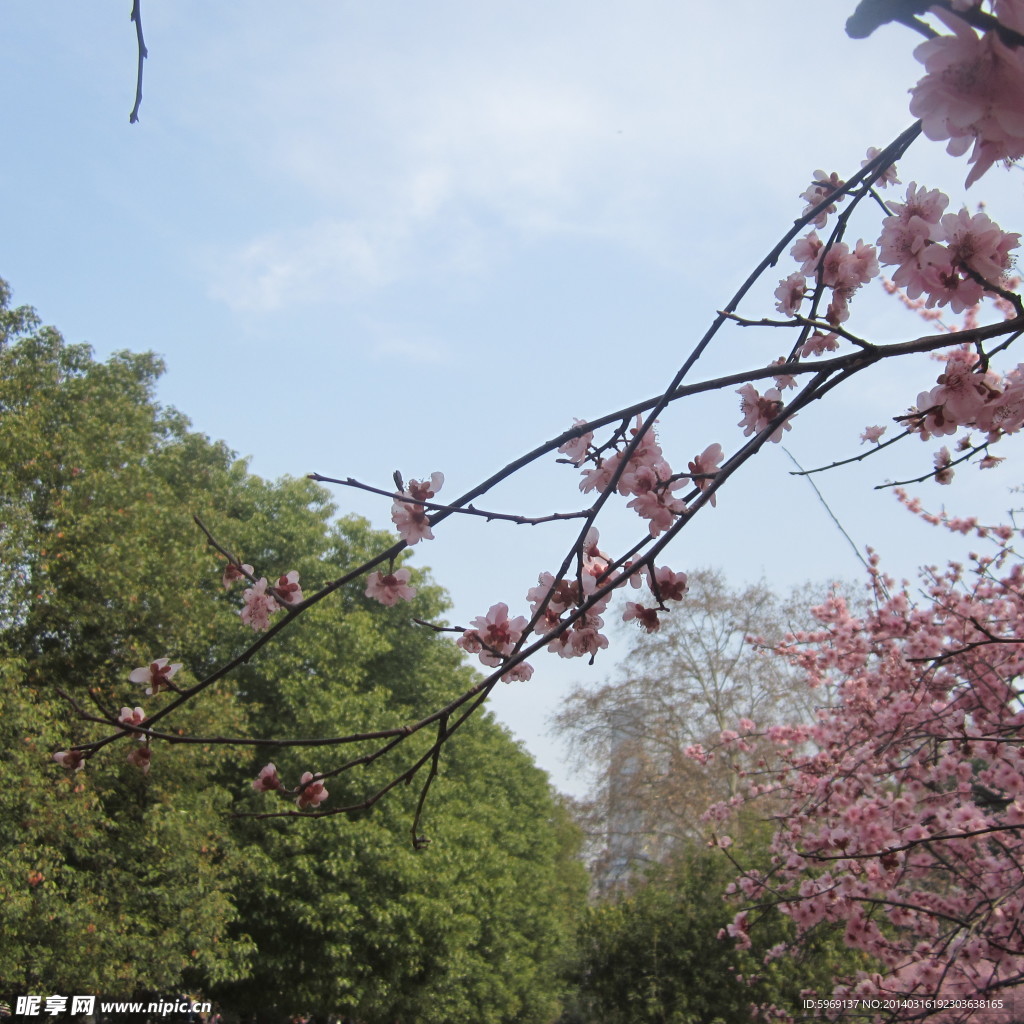 桃花鮮花