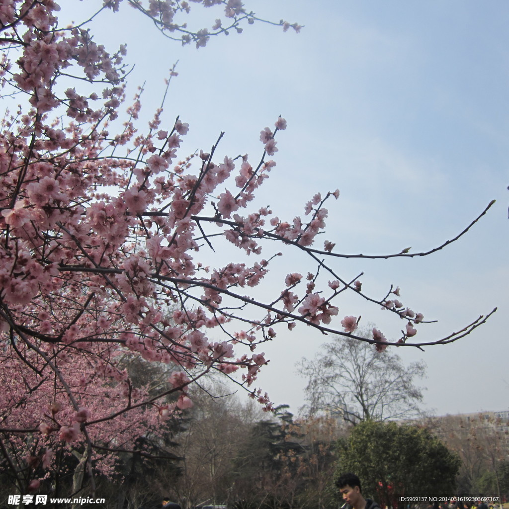 桃花鮮花
