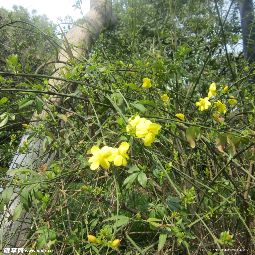 黃色花鮮花