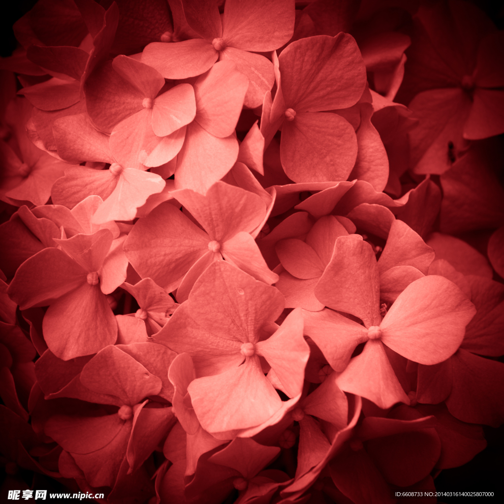 紅色鮮花