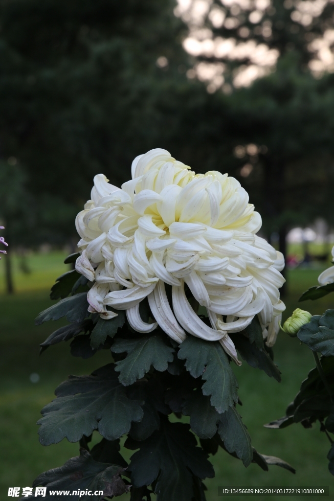 菊花