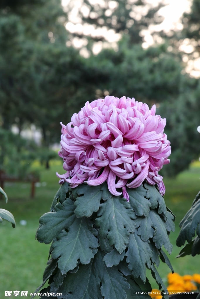 菊花