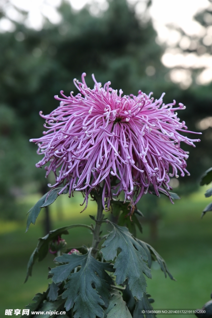 菊花
