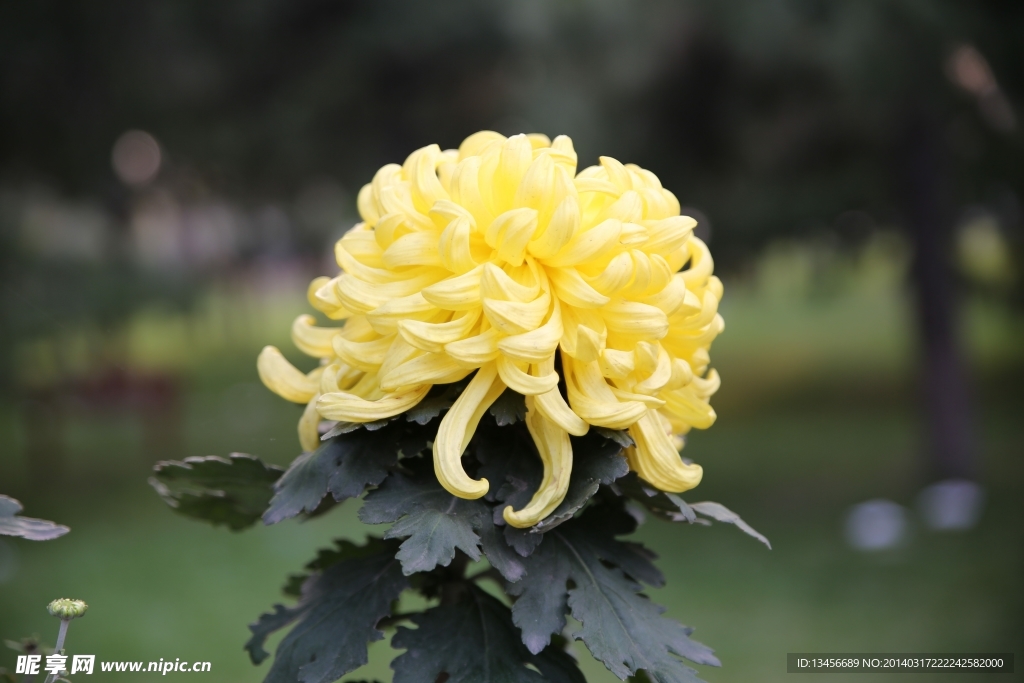 菊花