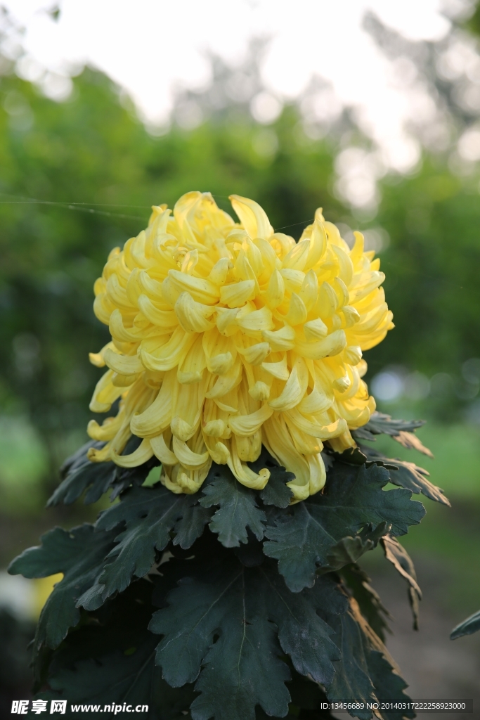 菊花