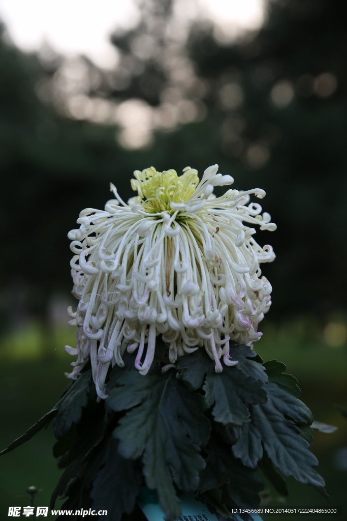菊花