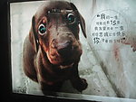 狗狗