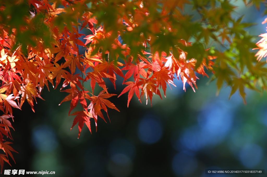 綠紅葉