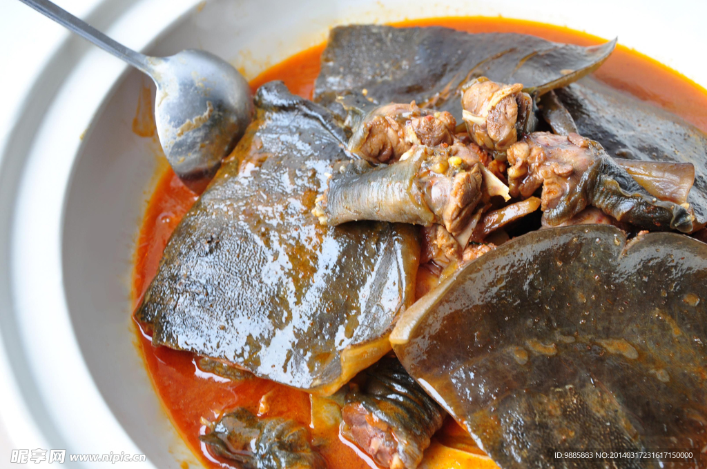 甲魚