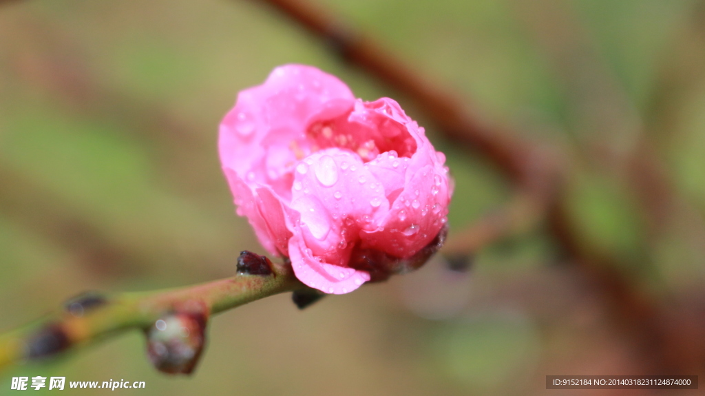 桃花的花蕾
