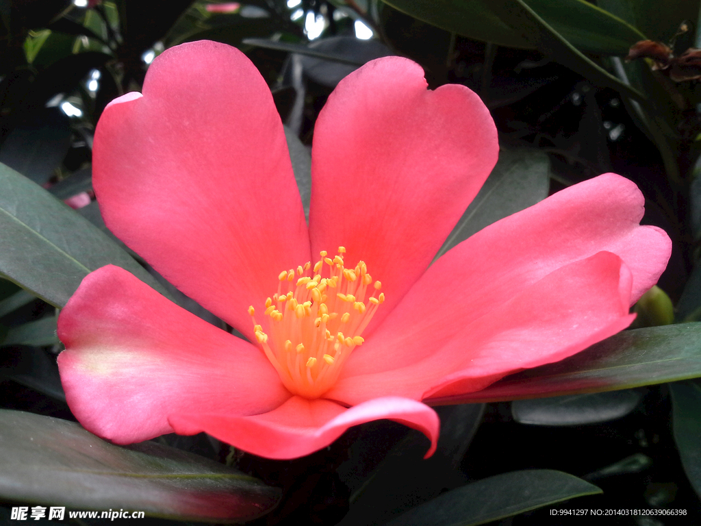 四季茶花