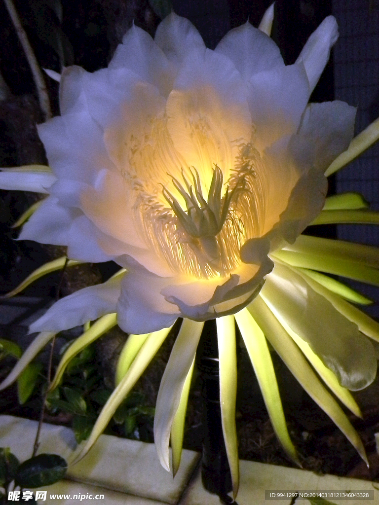 霸皇花