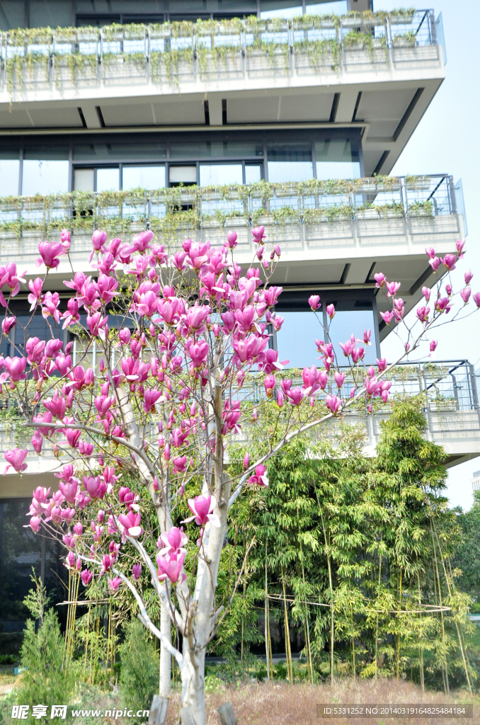 玉蘭花開