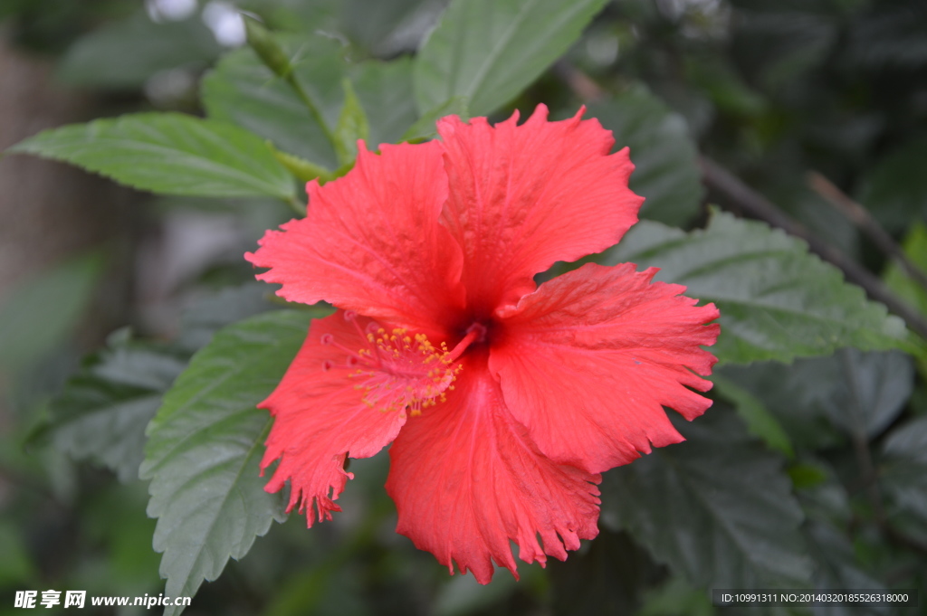 花 花素材