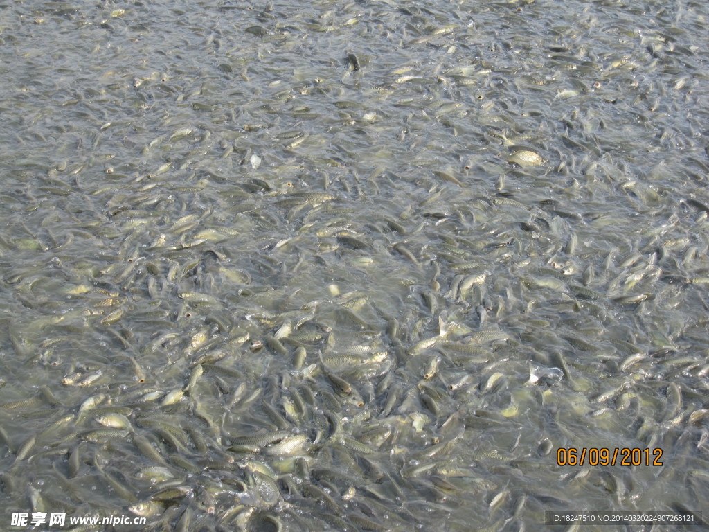 草魚采食圖片