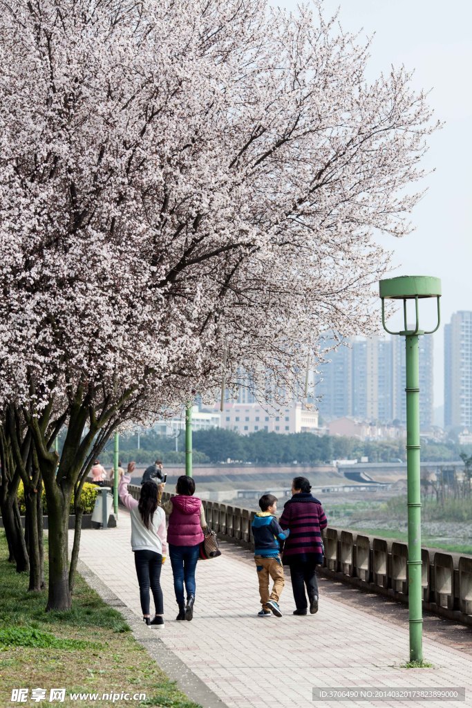 一樹櫻花