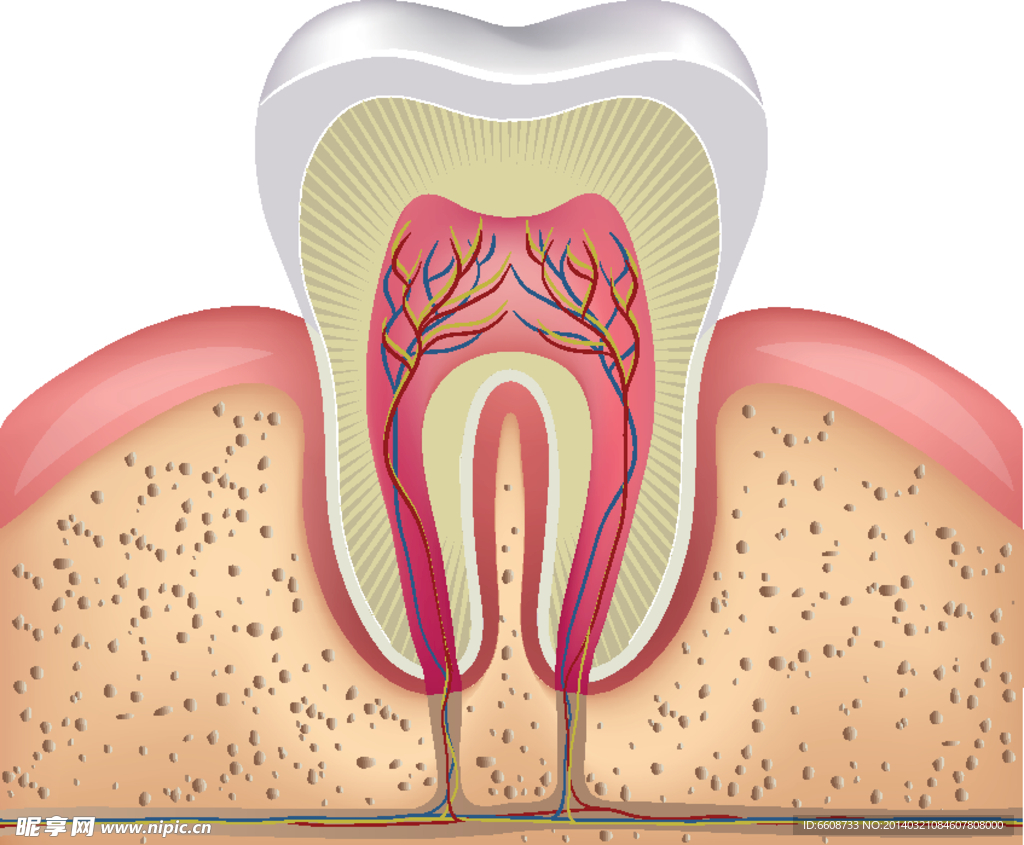 牙齿牙医牙科口腔