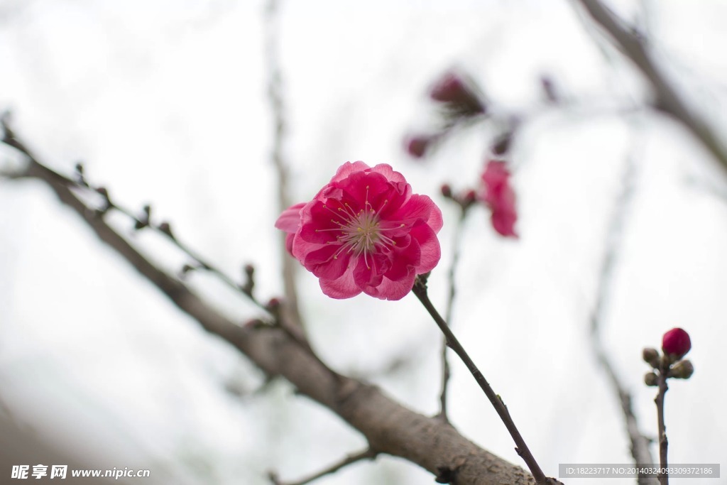 桃花