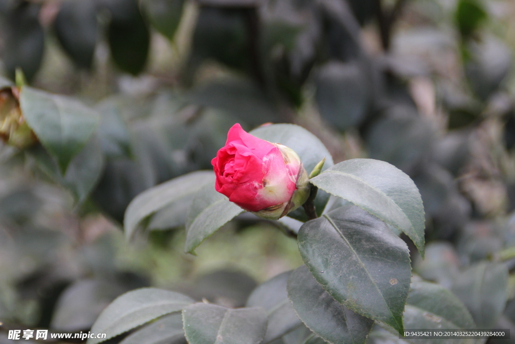 茶花