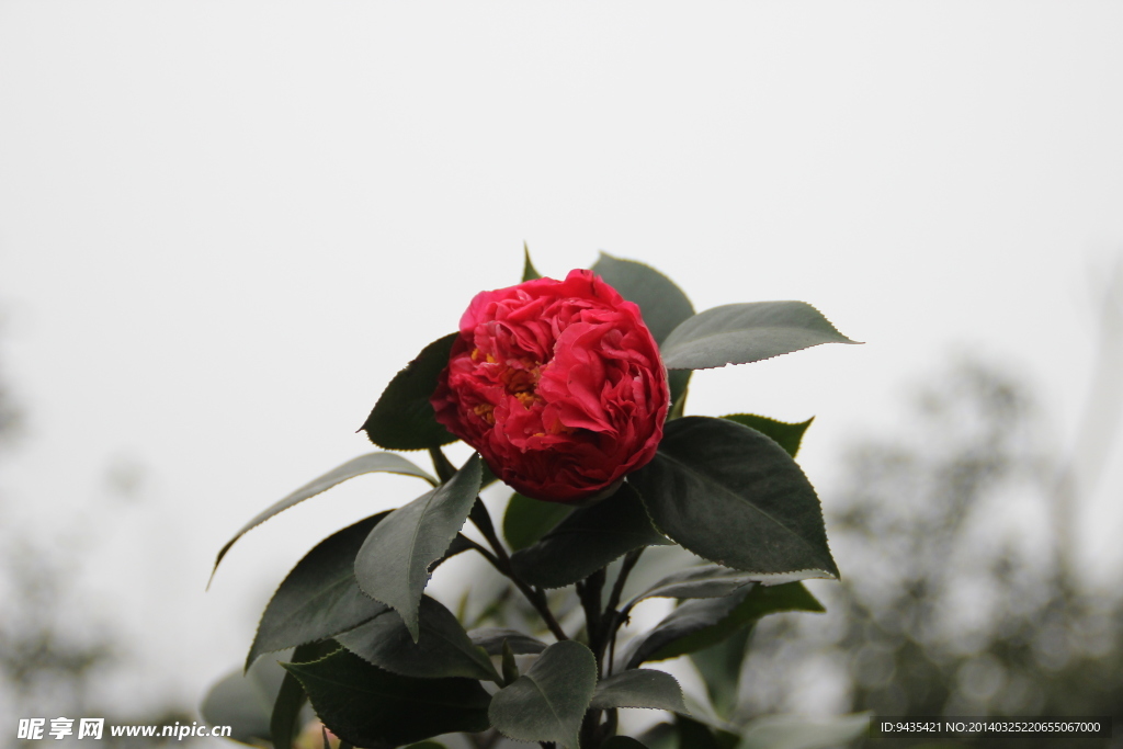 茶花