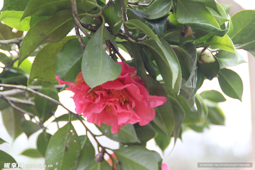 茶花