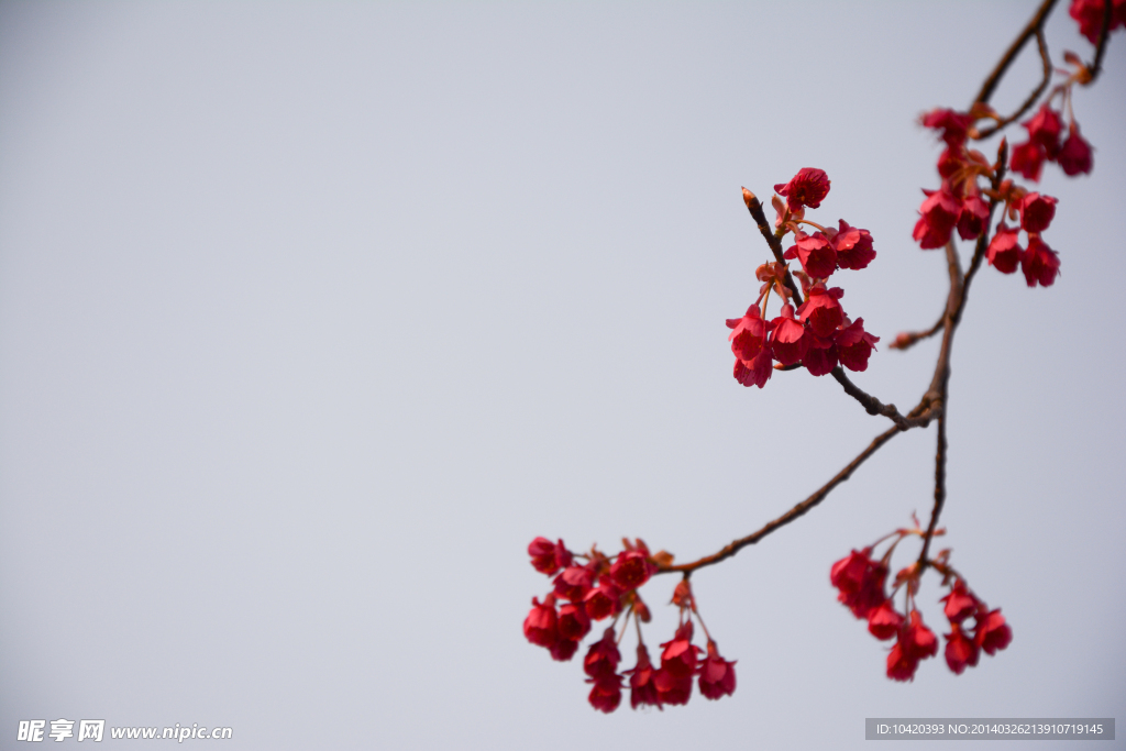紅色櫻花
