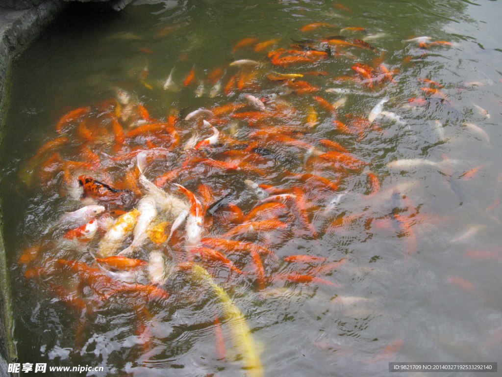 金魚 魚池