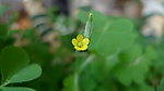黄色小花 绿色植物