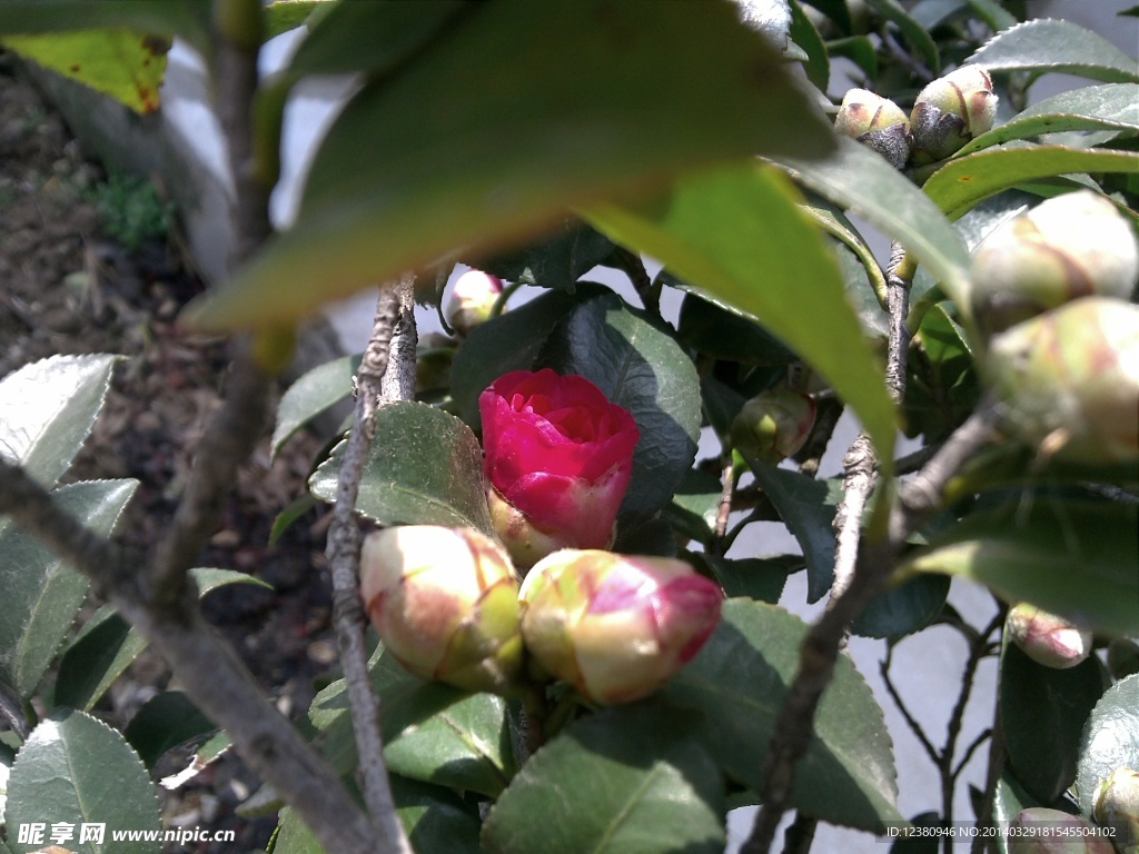 茶花苞