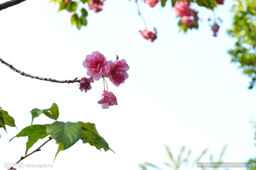 櫻花