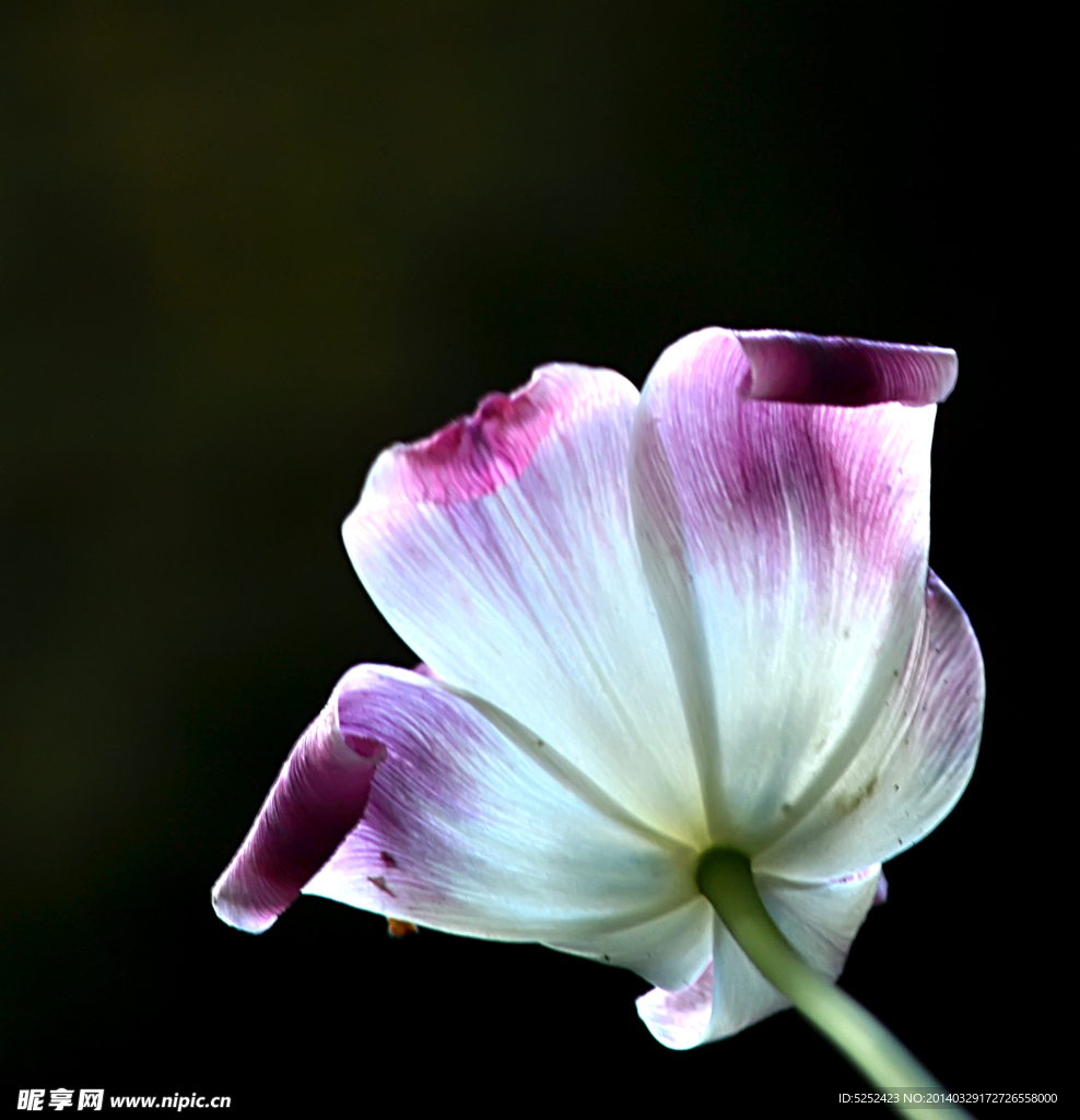 郁金香