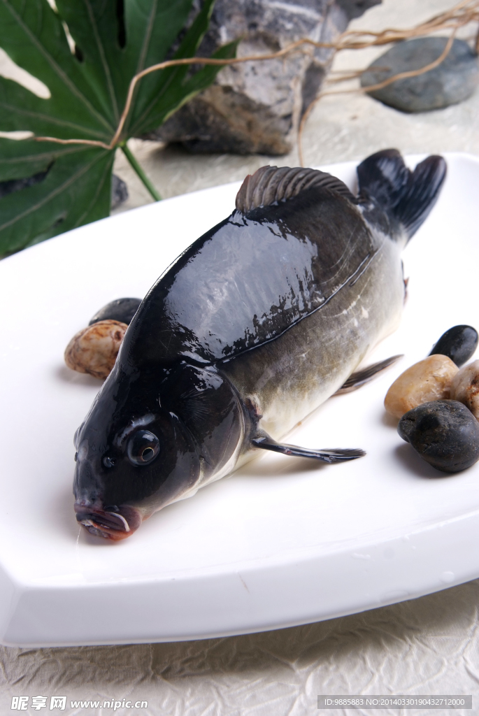 鯉魚