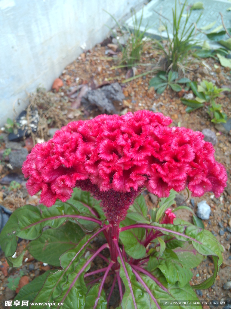 雞冠花