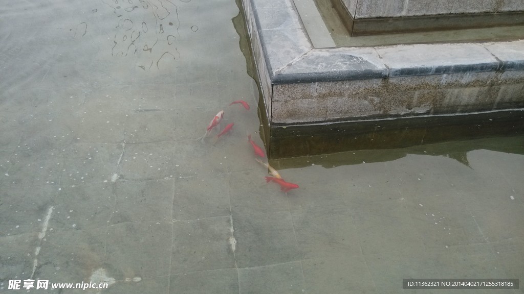 錦魚